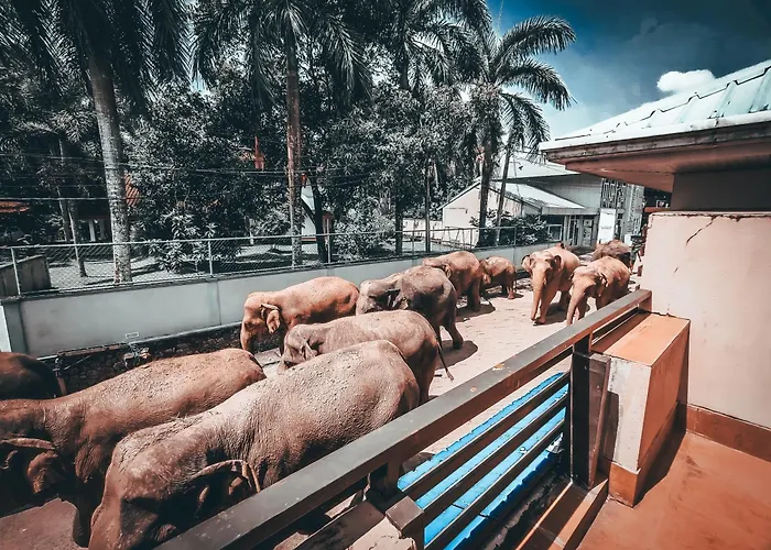 Hotel Elephant Park - Most Elephant Bathing View Rooms In Pinnawala